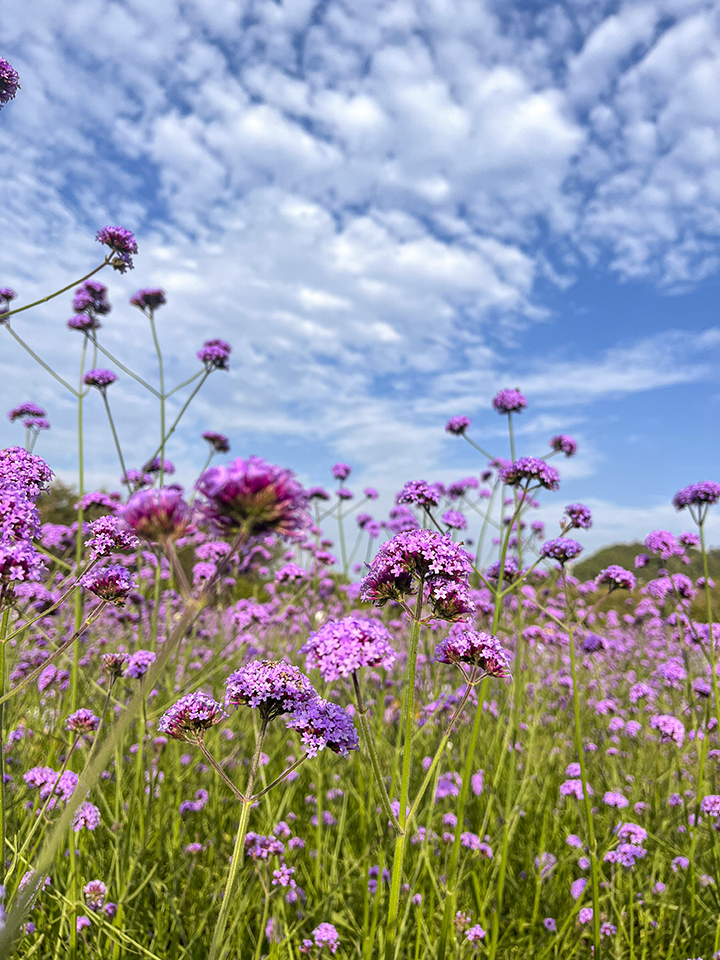 Flowers in Shenzhen China