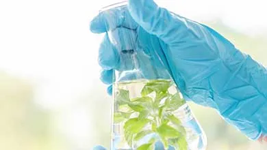 A blue-gloved hand holds a clear glass Erlenmeyer flask with green plant leaves submerged in liquid against a bright background.