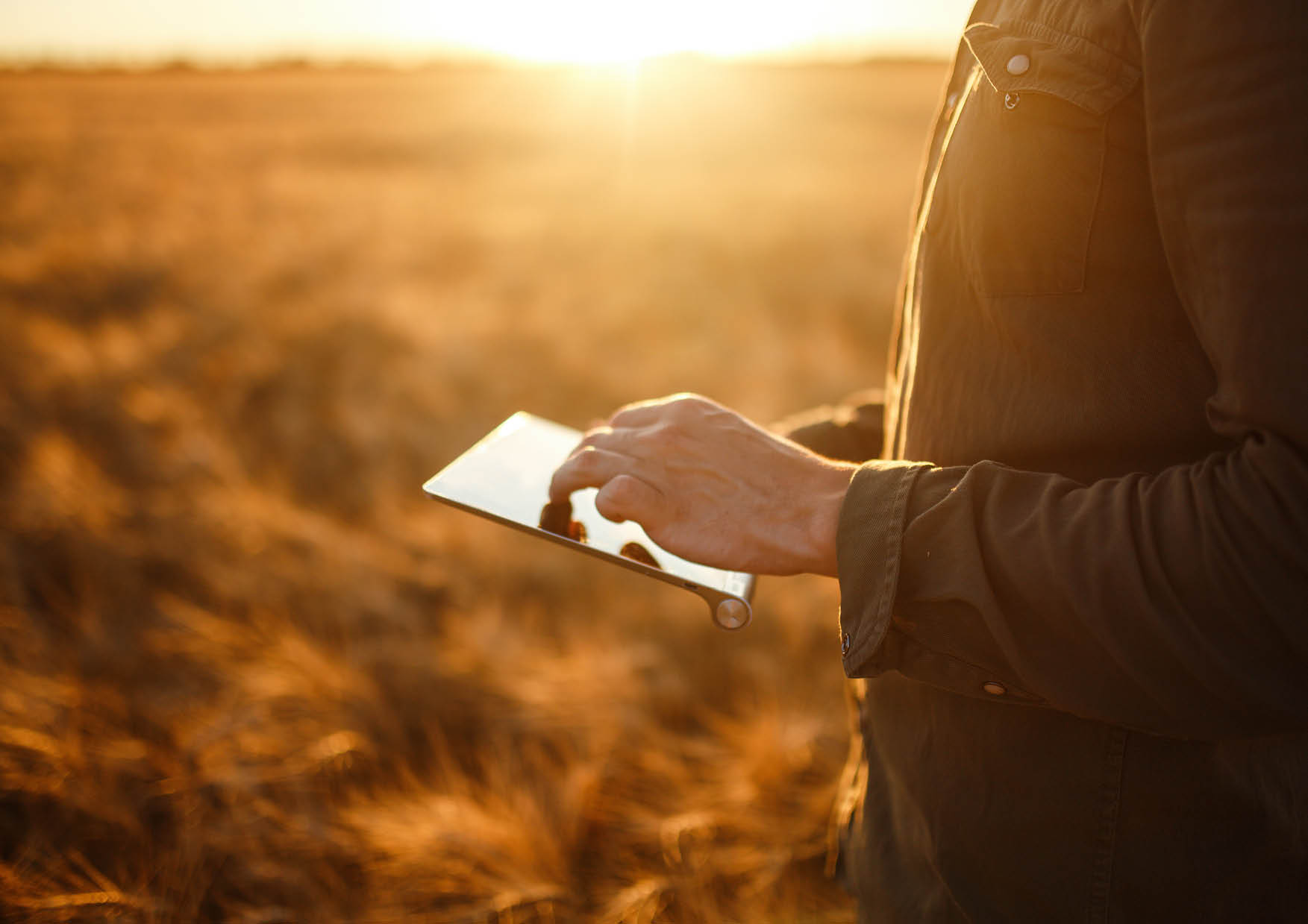 Farmer Checking Wheat Field Progress, Holding Tablet Using Internet Copy Space Of The Setting Sun Rays On Horizon In Rural Meadow